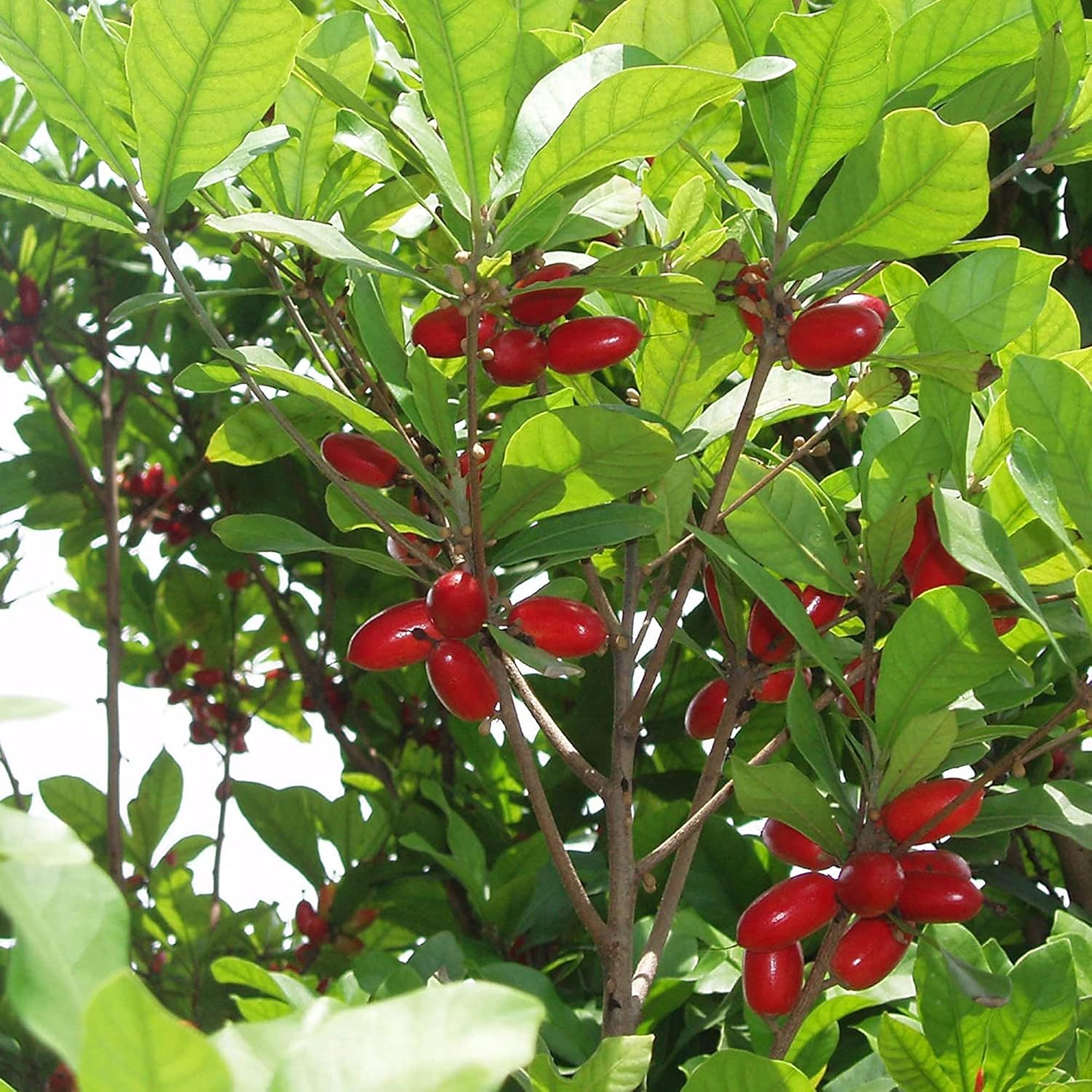 Synsepalum Dulcificum Seeds - Miracle Berry, Miracle Fruit Red Berries for Outdoor Growing - 30 Pcs