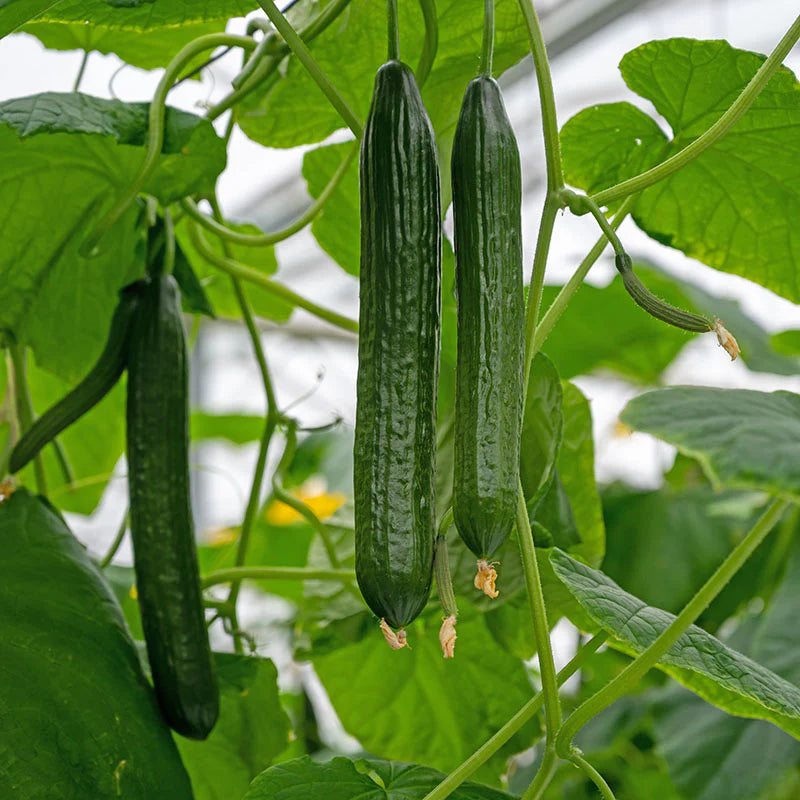 Tasty Green Cucumber Seeds – High-Yield, Crisp & Flavorful - Grow Your Own Cucumbers