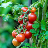 Tomatensamen Tumbling Tom Red – Perfekt für üppige und aromatische Tomaten für Hängekörbe