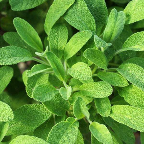 Sage Seeds for Planting, High-Quality Levels – Perfect for Creating Stunning Sage Gardens