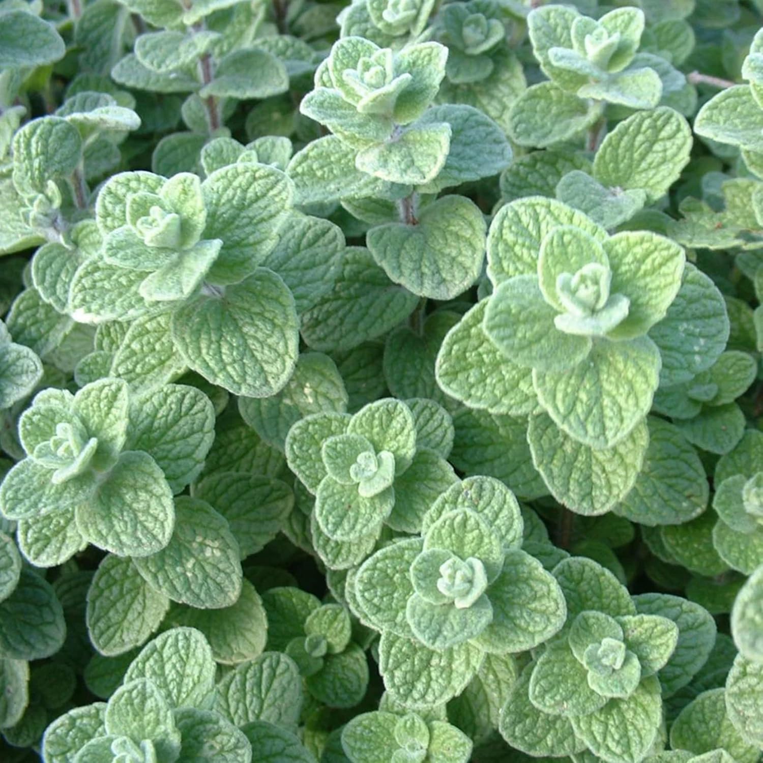 Wild Zaatar Oregano Seeds (Origanum Syriacum) - Lebanese Perennial Herb for Culinary & Garden