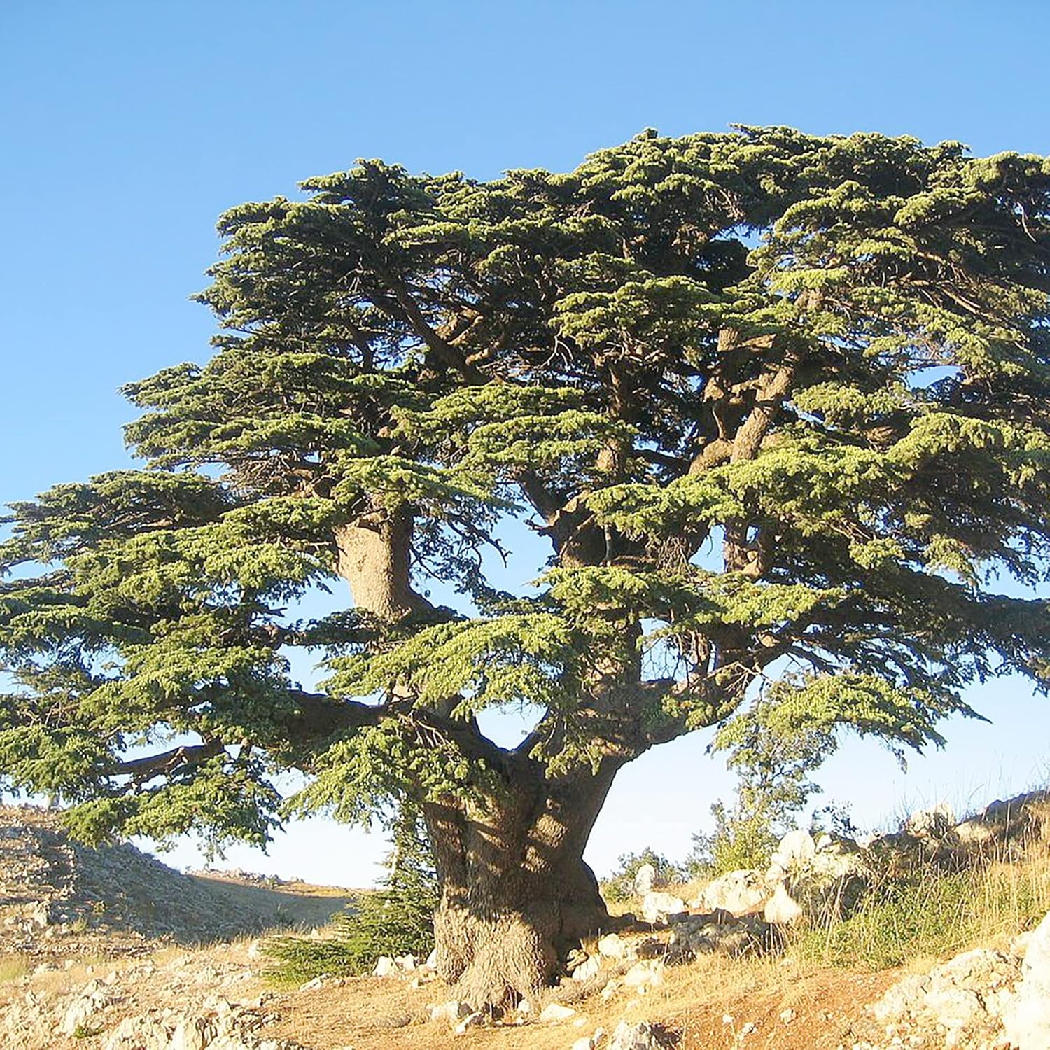 Cedrus Libani Samen - Libanon-Zeder, duftend, pflegeleicht, trockenheitsresistent für Außenwege - 5 Stück