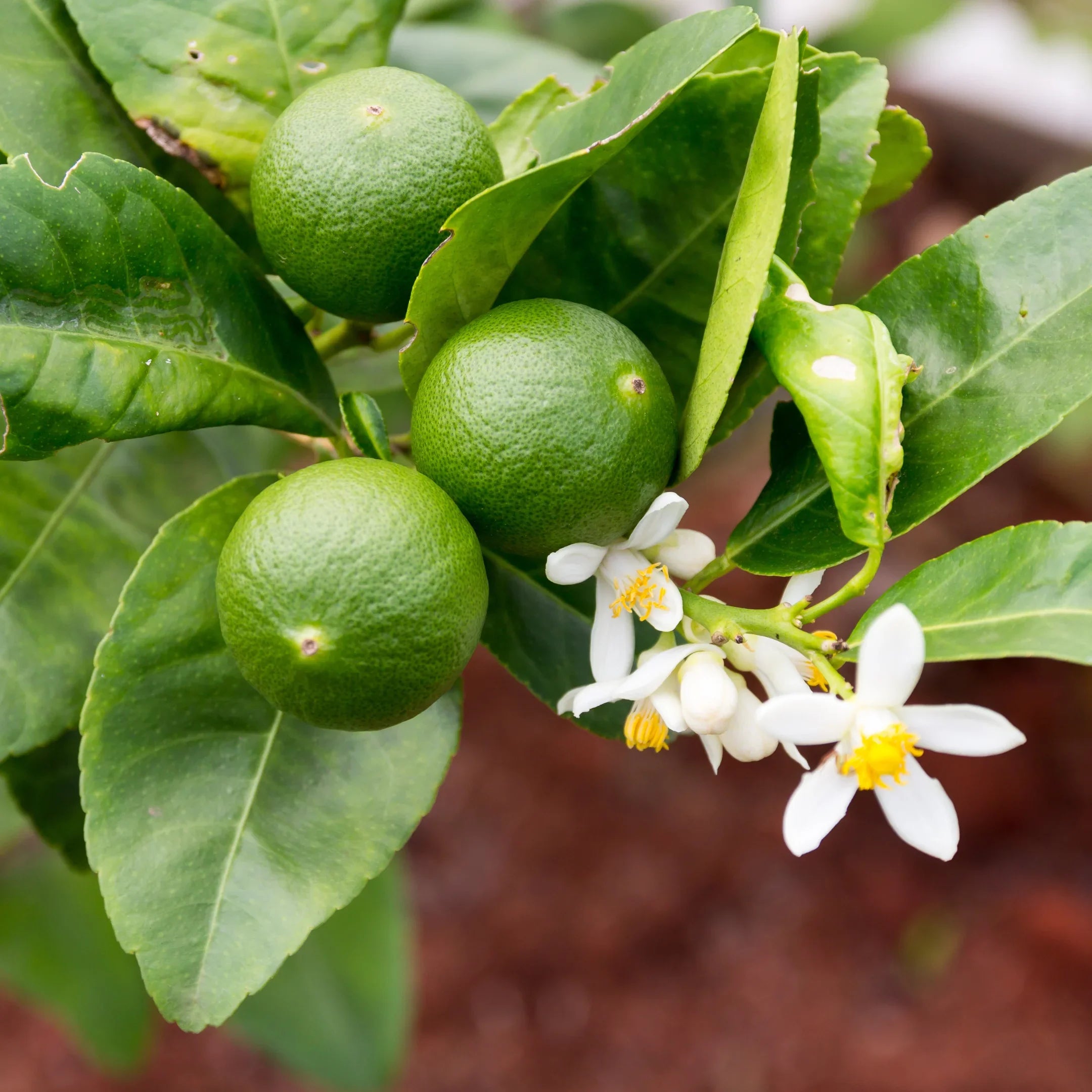 Key Lime Tree Seeds (Citrus aurantifolia) – 5 Seeds