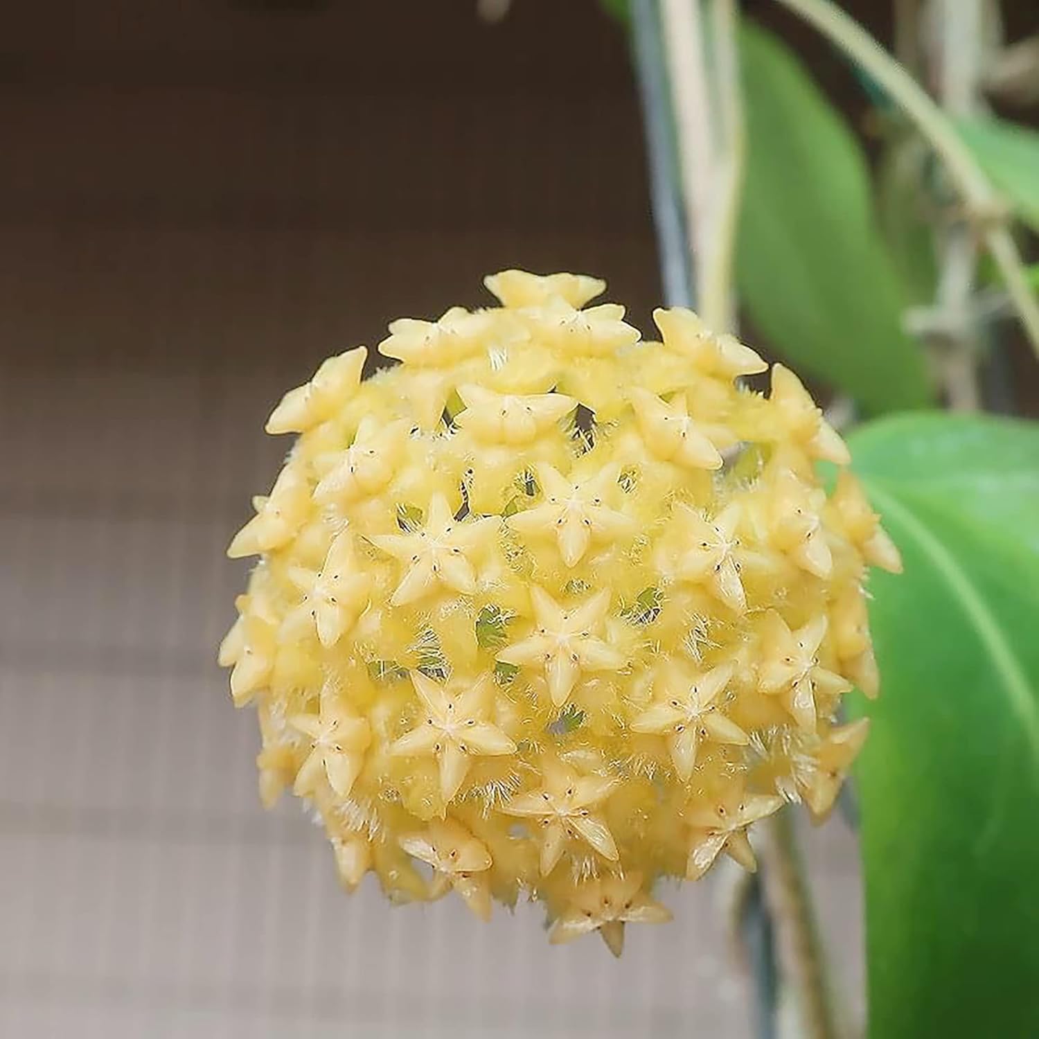 Hoya Carnosa Seeds (Wax Plant) - Attractive Waxy Foliage, Unique Growth Habit, Fragrant Star-Shaped Flowers, Low-Maintenance Houseplant for Hanging Basket - 100 Pieces