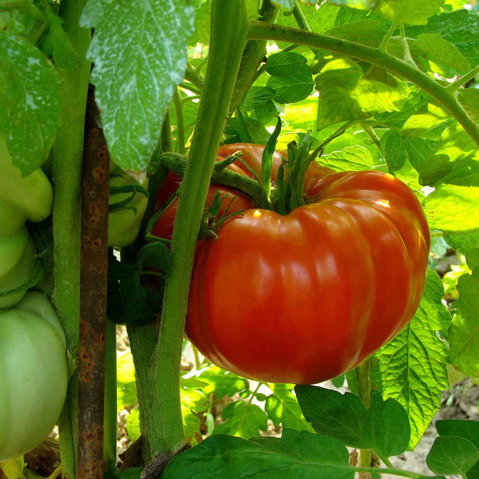 Supersteak Tomato Seeds – Giant Beefsteak Tomatoes for Juicy Harvests