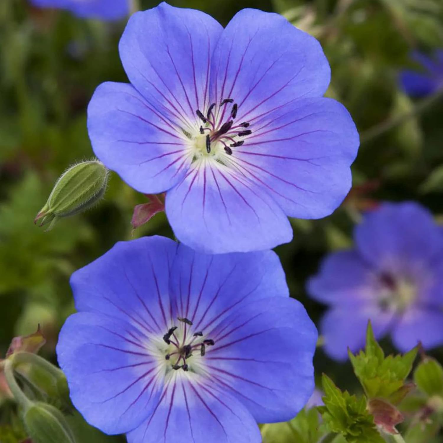 Geranium 'Rozanne' Seeds - Perennial, Long Blooming Period, Attracts Bees & Butterflies, Low Maintenance Ground Cover - 55 Pcs