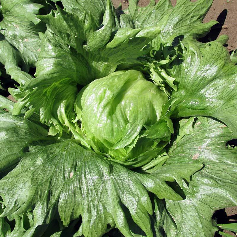 Summertime Lettuce Seeds - Fresh & Crisp Lettuce for Your Garden