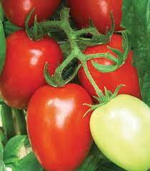 Viva Italia Tomato Seeds – High-Yield, Flavorful Paste Tomatoes