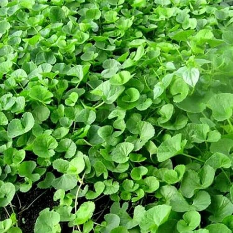 Centella Asiatica Seeds - Cultivate Your Own Medicinal and Nutritious Herb Garden