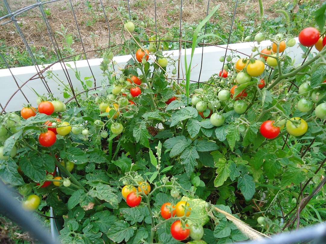 Tiny Tim Tomato Seeds – Dwarf Cherry Tomato for Containers & Gardens