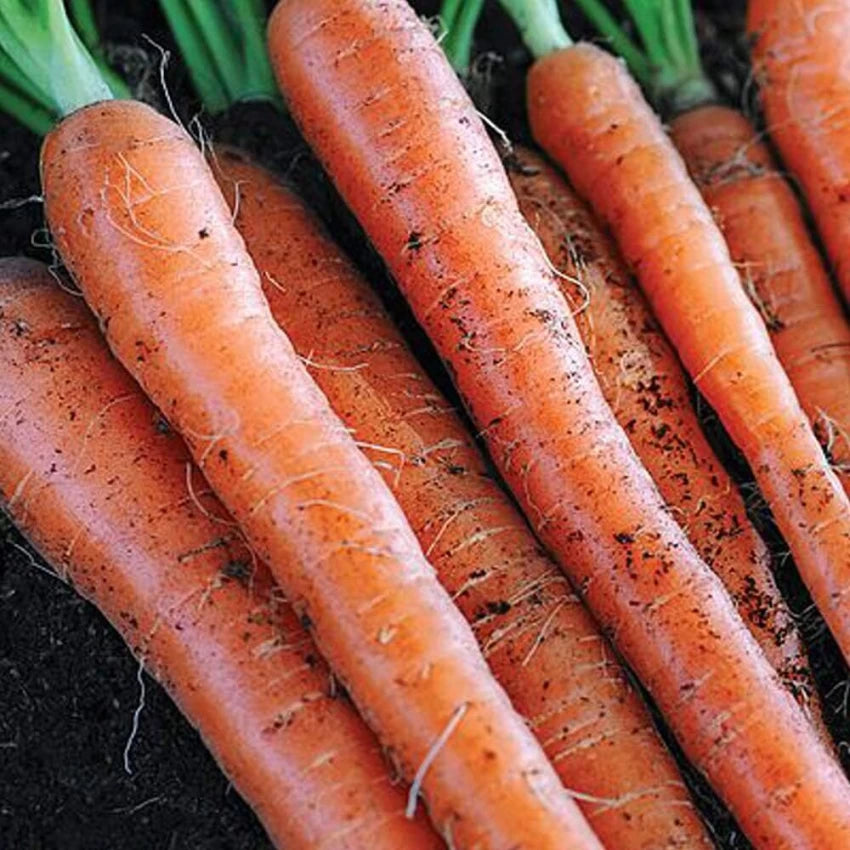 Sugarsnax 54 Carrot Seeds – Sweet, Crisp & High-Yield Variety