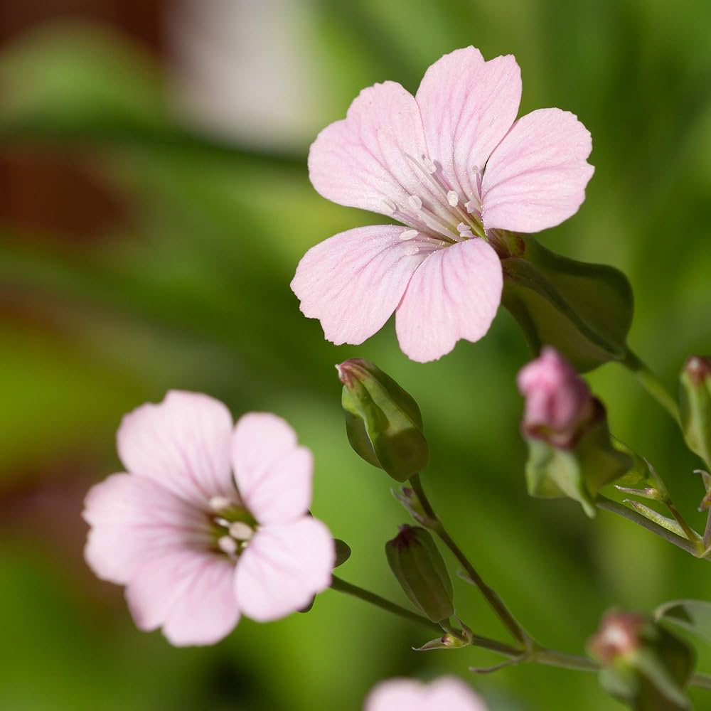 Saponaria Vaccaria „Pink Beauty“ Samen – ein Gartenvergnügen für Ihren Hausgarten, Bio-Samen in Premiumqualität