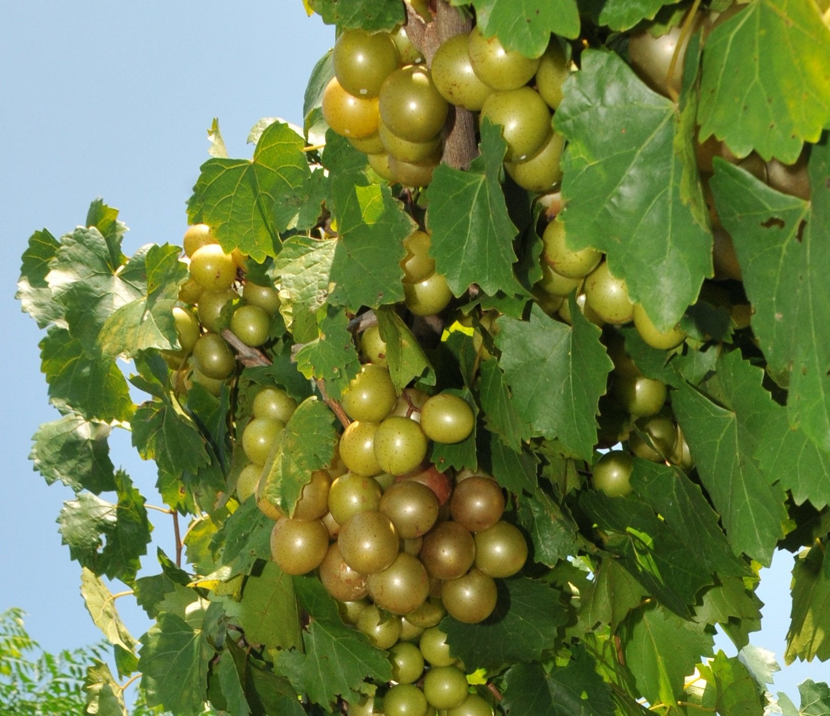 Riesige SCUPPERNONG weiße Muskat-Weinrebensamen - 5 Stück