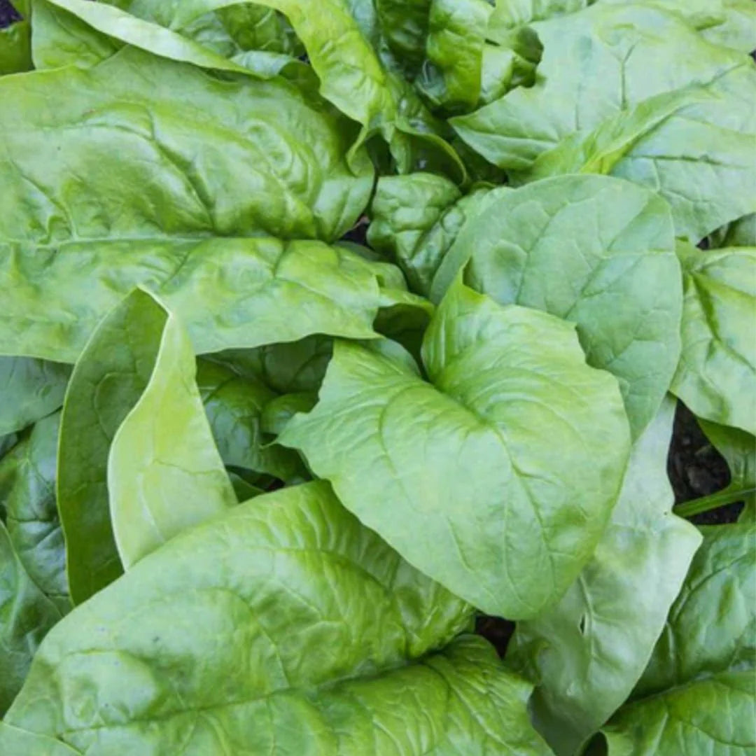 Viroflay Spinach Seeds – Premium Heirloom Variety for High-Yielding Harvests