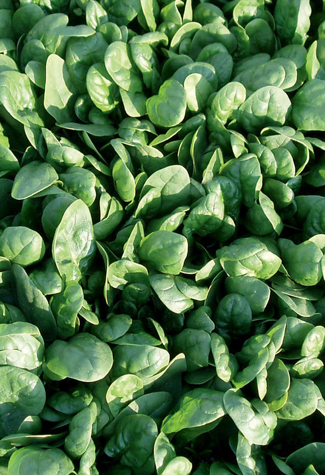 Tyee Spinach Seeds – High-Quality Heirloom Varieties for Thriving Home Gardens