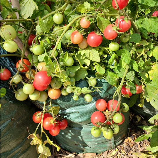 Semi-Determinate Tomato Seeds, High-Yield & Flavorful, Perfect for Gardens & Containers