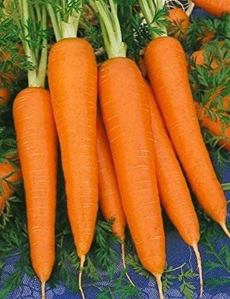 Shin Kuroda Carrot Seeds – Heirloom, Sweet & Juicy, High-Yield Variety