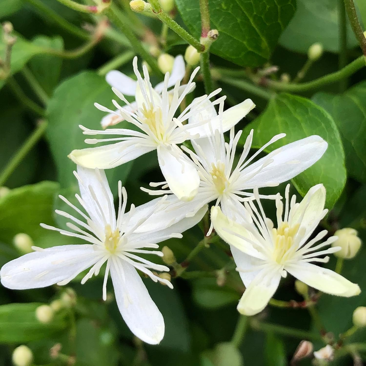 Sweet Autumn Clematis Seeds (Clematis Terniflora) Perennial Vine, Fragrant, Fast Growing for Fence, Arbor, Ground Cover