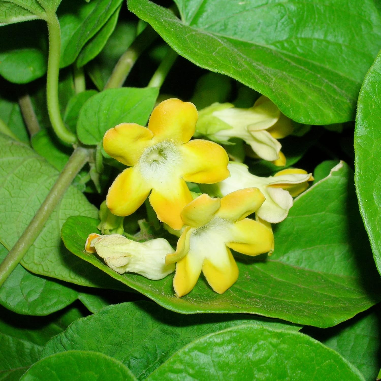 Telosma Cordata Samen - zieht Kolibris und Schmetterlinge an, essbare Spaliere und Zäune - Blumensamen