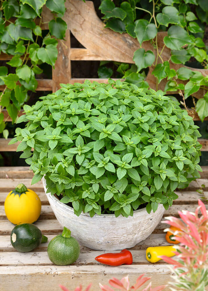 Spicy Globe Basil Seeds – Premium Heirloom Herb for Planting, Aromatic & Compact Culinary Basil – Buy Online