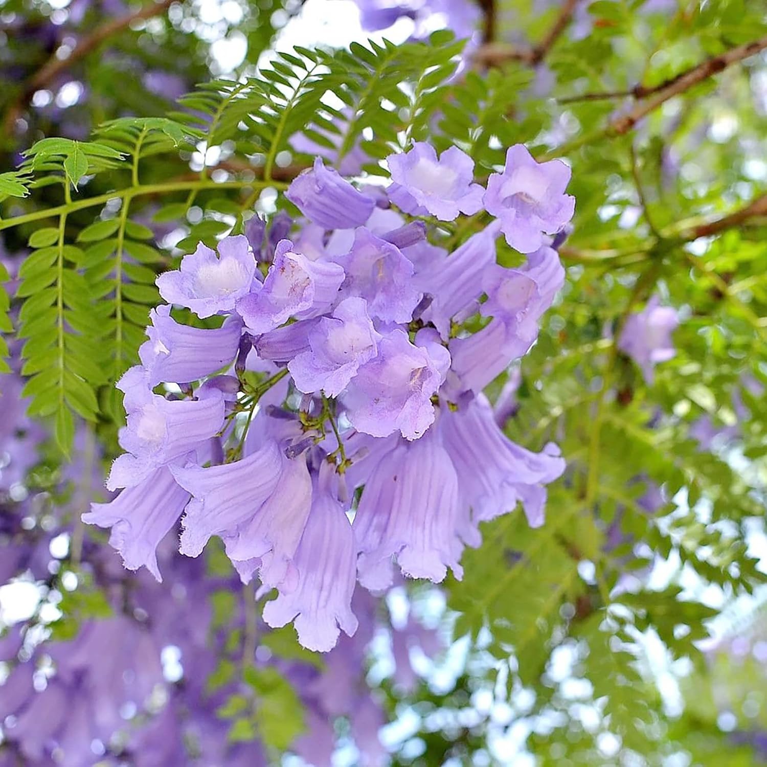 Graines de Jacaranda bleu (Jacaranda Mimosifolia) - Fleurs bleues vibrantes, arbre d'ombrage résistant à la sécheresse et nécessitant peu d'entretien pour les parcs et jardins - 30 pièces