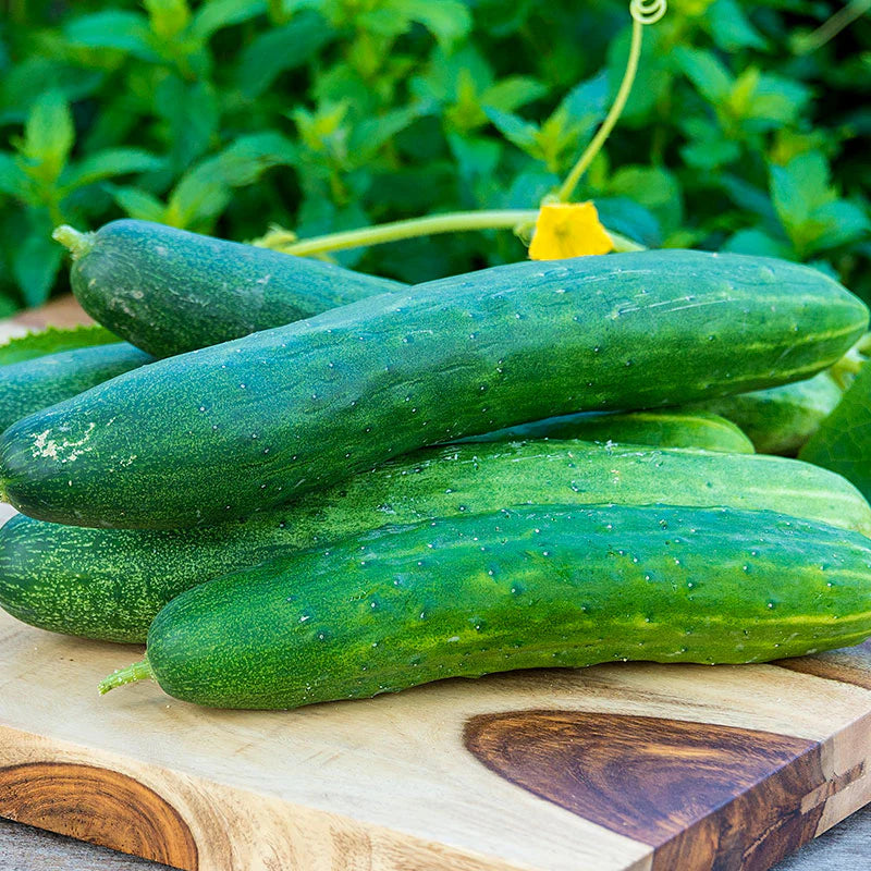 Sweet Burpless Cucumber Seeds – High-Yield, Crisp & Mild