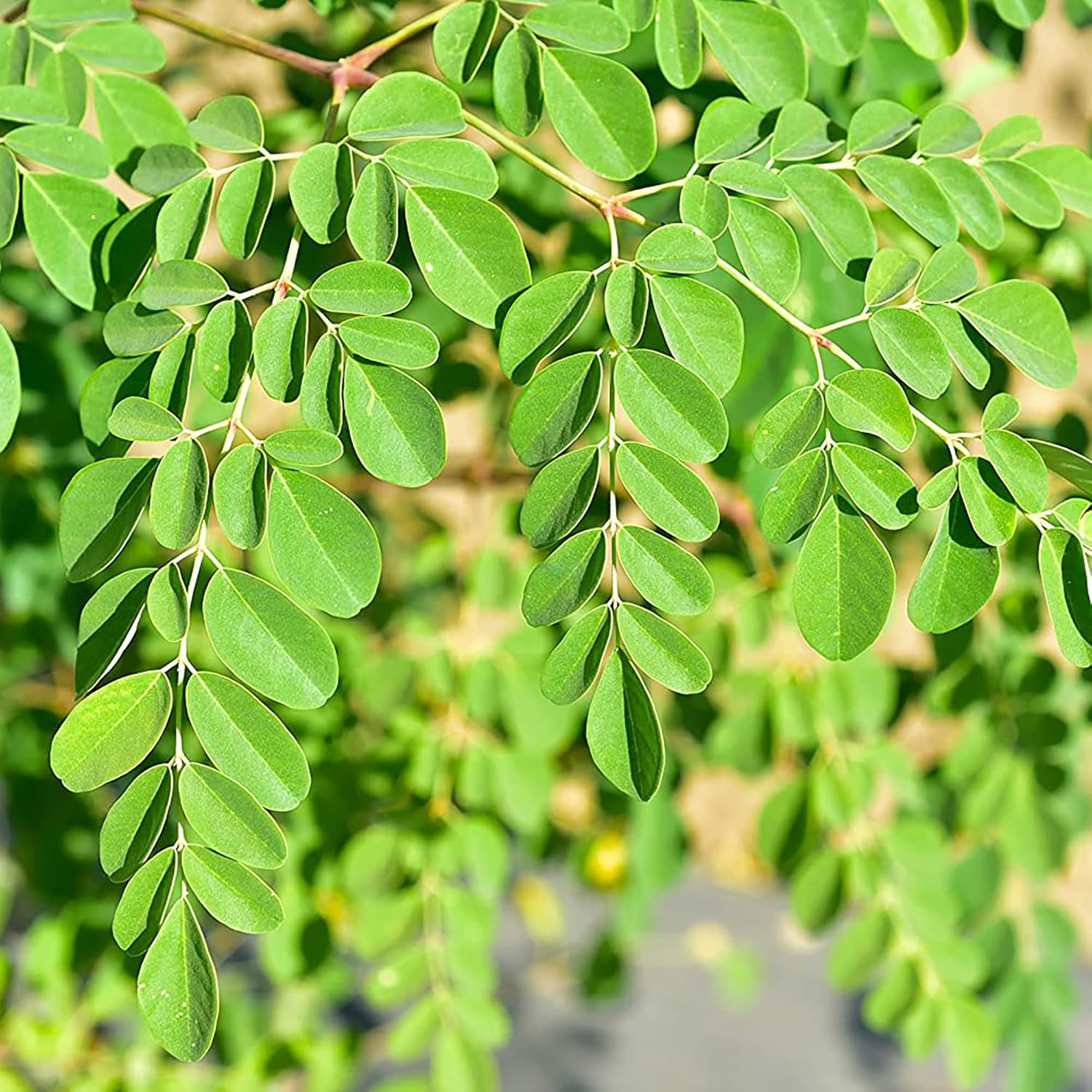 Moringa Plant Seeds (Moringa Oleifera) Fast-Growing, Drought-Resistant, Nutrient-Rich with Health Benefits – 25 Pieces