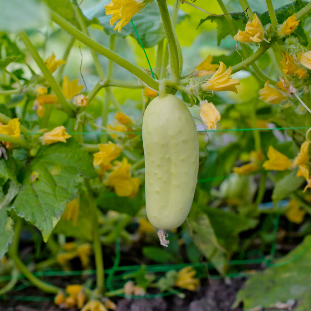 White Wonder Cucumber Seeds – Heirloom, Crisp & Productive