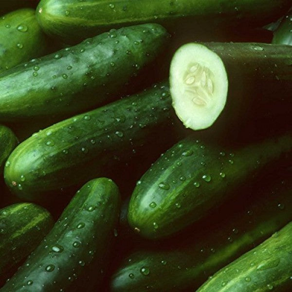 Sweet Success Cucumber Seeds – High-Yield, Burpless & Disease-Resistant