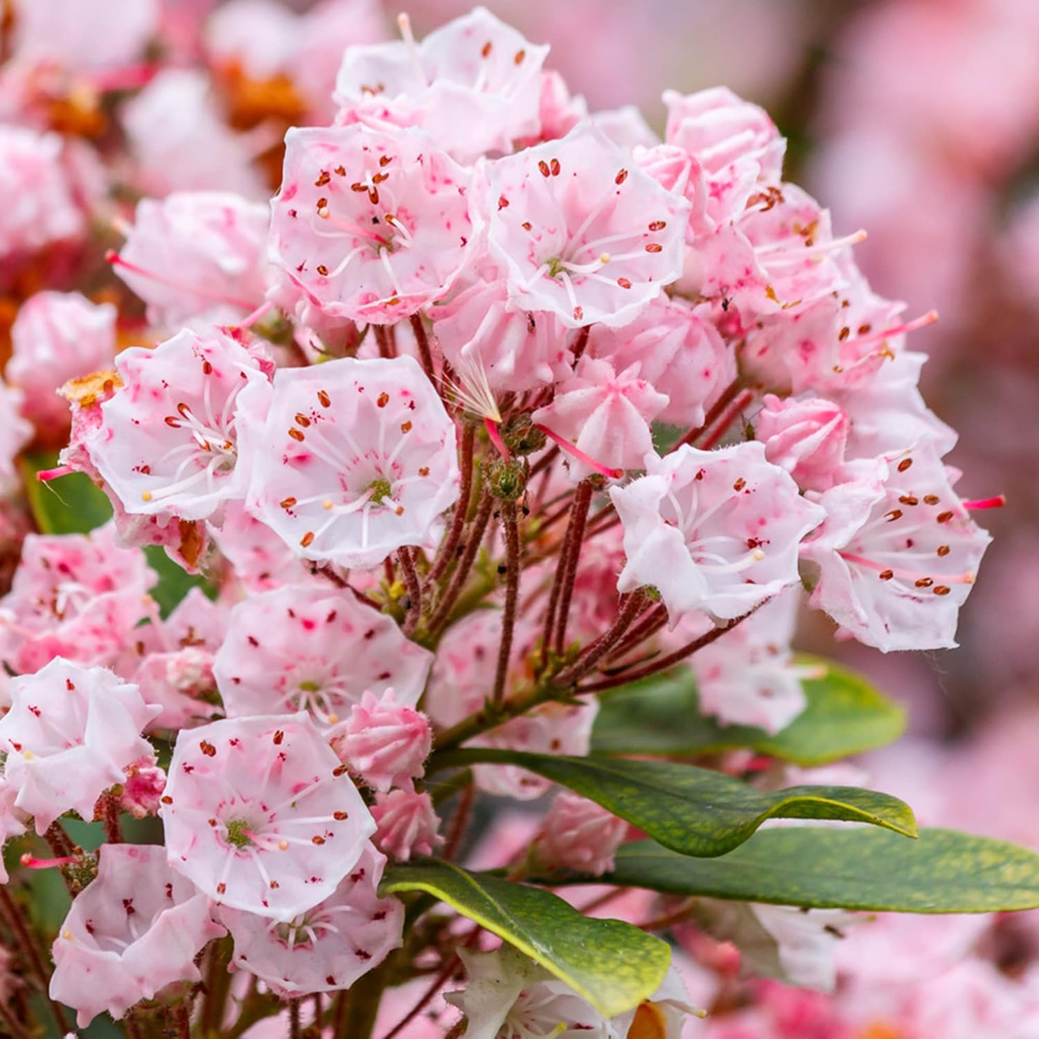 Mountain Laurel Seeds (Kalmia Latifolia) – Flowering Evergreen Shrub with Showy Flowers & Glossy Foliage, Attracts Pollinators – 50 Pieces