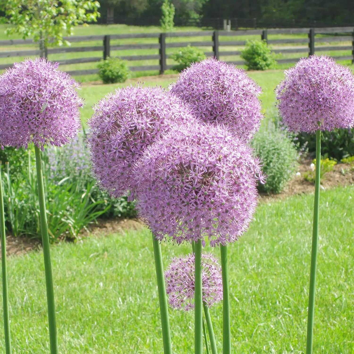 Riesenlauchsamen - Allium Giganteum Purple, kältebeständiges Erbstück und gentechnikfrei, ideal für Schnittblumen - 50 Stück