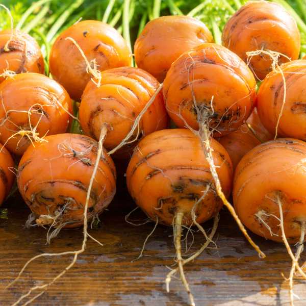 Thumbelina Carrot Seeds – Heirloom, Round Mini Carrots for Containers & Gardens