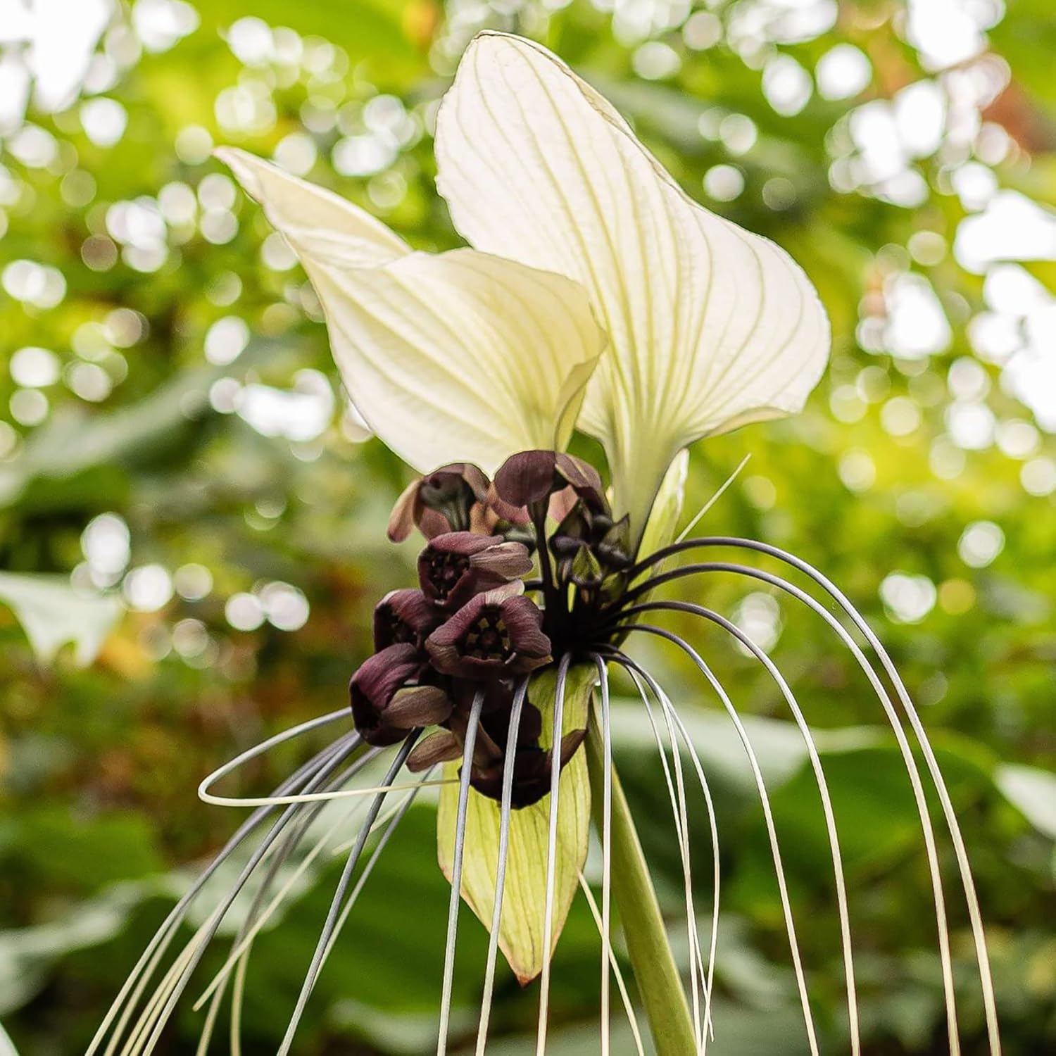 Tacca Integrifolia White Batflower Seeds - Tropical Ornamental, GMO-Free, Ideal for Indoor Containers - 5 Pcs