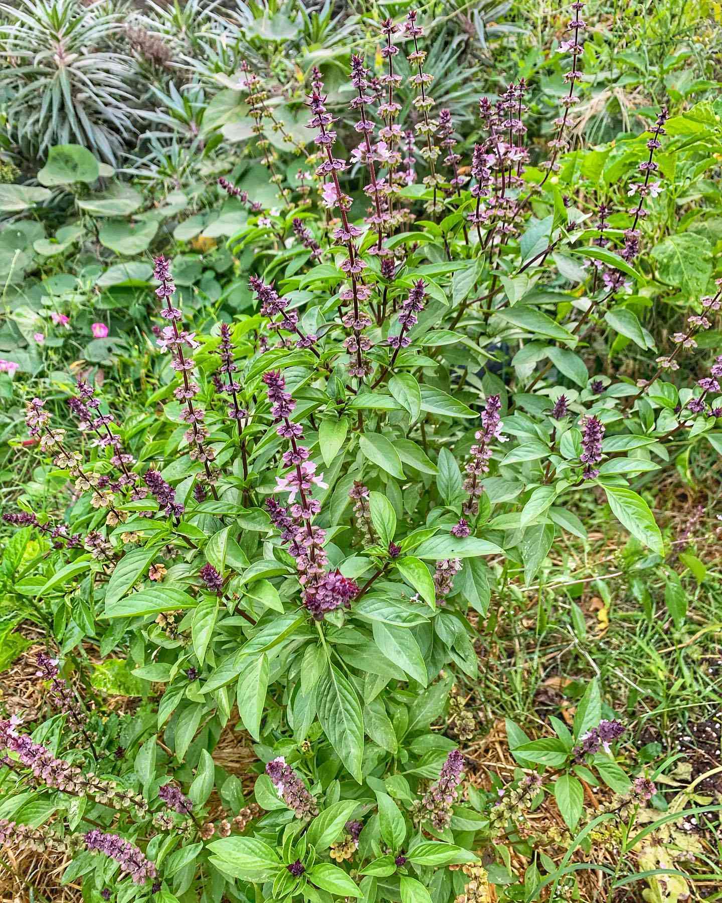 Thai Basil Seeds for Planting – Aromatic & Flavorful Herb, Non-GMO, Heirloom Quality, Ideal for Culinary & Garden Use