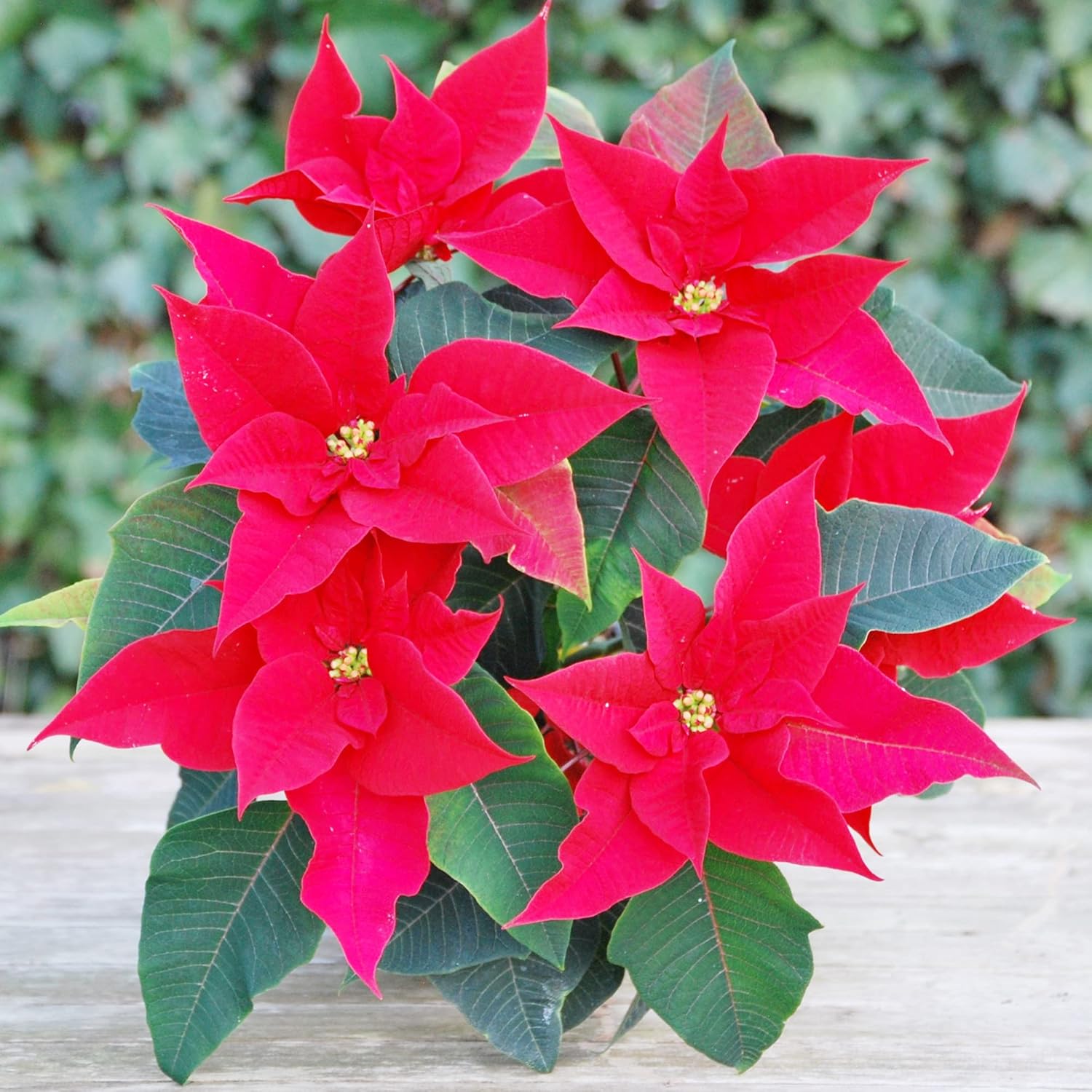 Poinsettia Seeds - Christmas Star Perennial, Drought-Tolerant, Ideal for Landscape, Hedges, Screens, Patio, Indoor & Outdoor Container - 100 Pcs