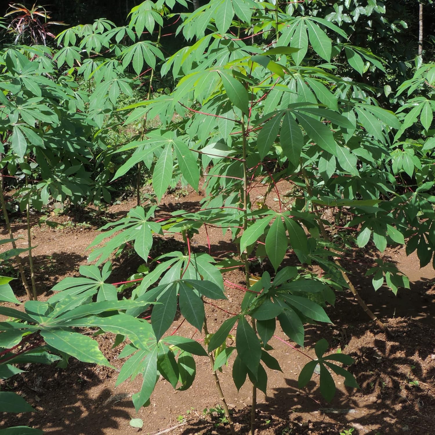 Cassava Seeds Manihot Esculenta for Planting- Yuca, Good Source of Carbohydrates, Ideal for Boiling, Frying, or Mashing