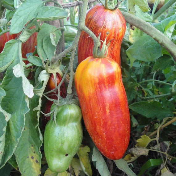 Striped Roman Tomato Seeds – Heirloom, Rich Flavor & Unique Stripes