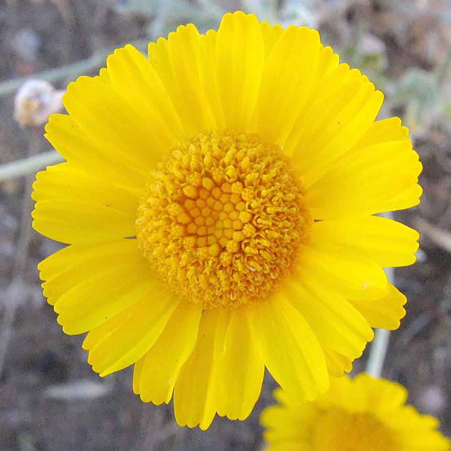 Desert Marigold Seeds - Baileya Multiradiata Perennial, Butterfly Attractor, Deer Resistant, Drought Tolerant, Ideal for Rock Gardens & Containers - 500 Pcs