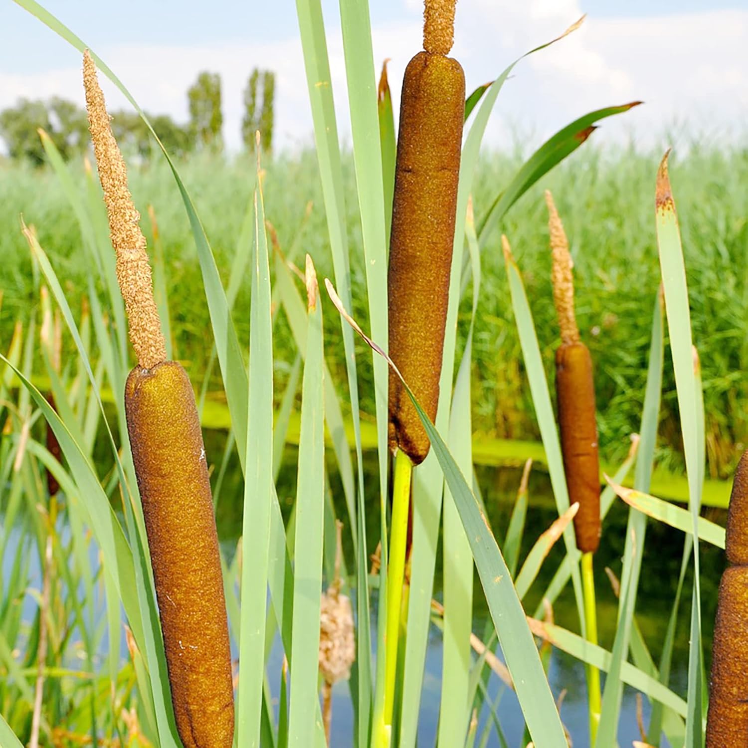 Graines de quenouilles pour la plantation Typha Latifolia Plante ornementale vivace à croissance rapide pour étangs et jardins marécageux