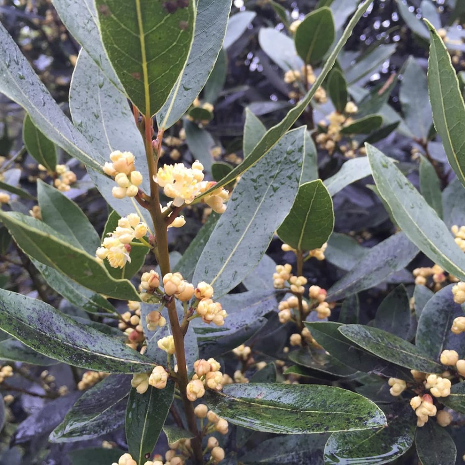 Lorbeersamen (Laurus Nobilis) - Duftender, immergrüner Baum oder Strauch für Gärten und Landschaften - 65 Stück