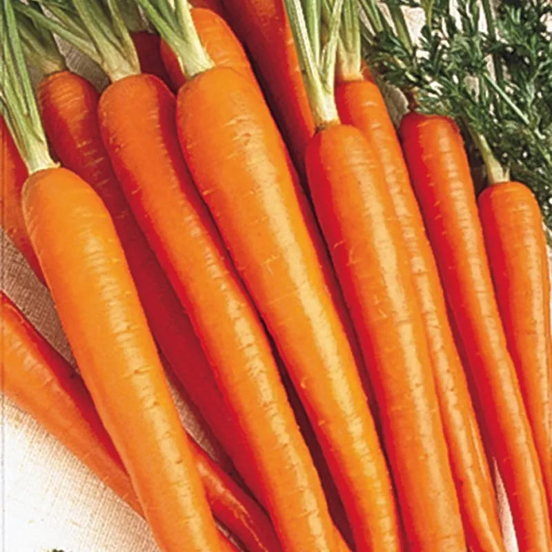 Tendersweet Carrot Seeds – Heirloom, Sweet & Crisp - Grow Fresh Carrots