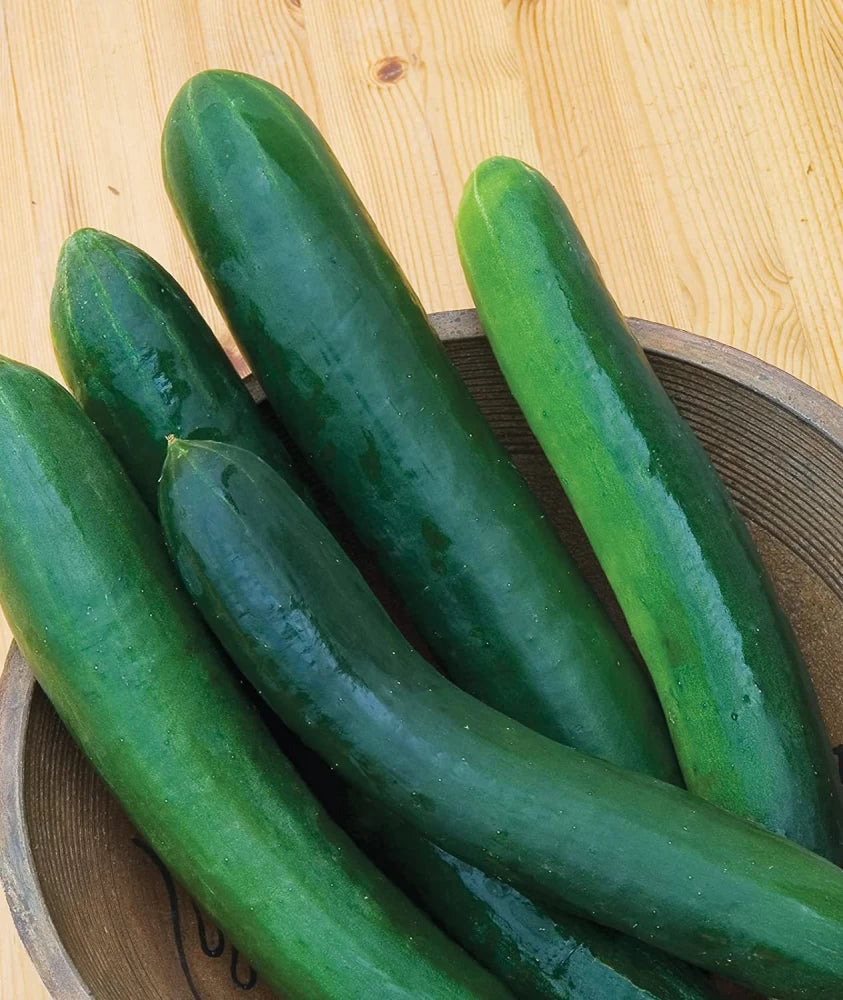 Sweet Success Cucumber Seeds – Seedless, High-Yield & Sweet Greenhouse Hybrid