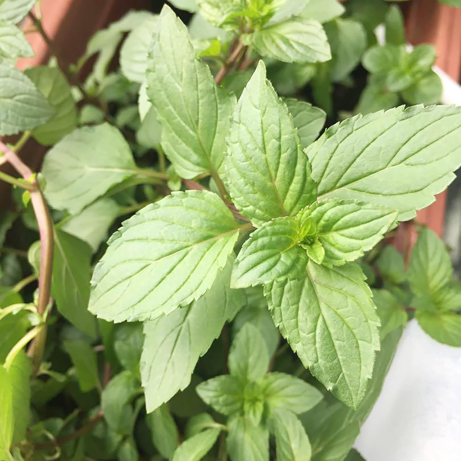 Schokoladenminzsamen – mehrjährig, schnellwüchsig für Terrasse und Containergarten, 100 Stück