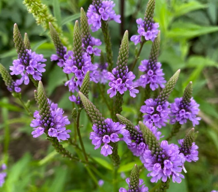 Blue Vervain Seeds (Verbena hastate) for Planting