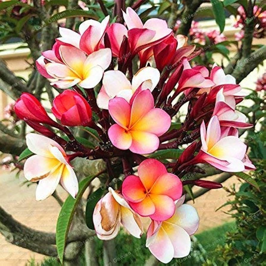 Mixed Colors Plumeria Rubra Frangipani Seeds - 25 Pieces