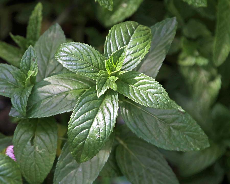 Spearmint (Mentha spicata) Seeds – Aromatic Herb for Planting, Fresh Garden Mint, Non-GMO, Easy to Grow, Perennial Herb for Tea, Cooking & Wellness