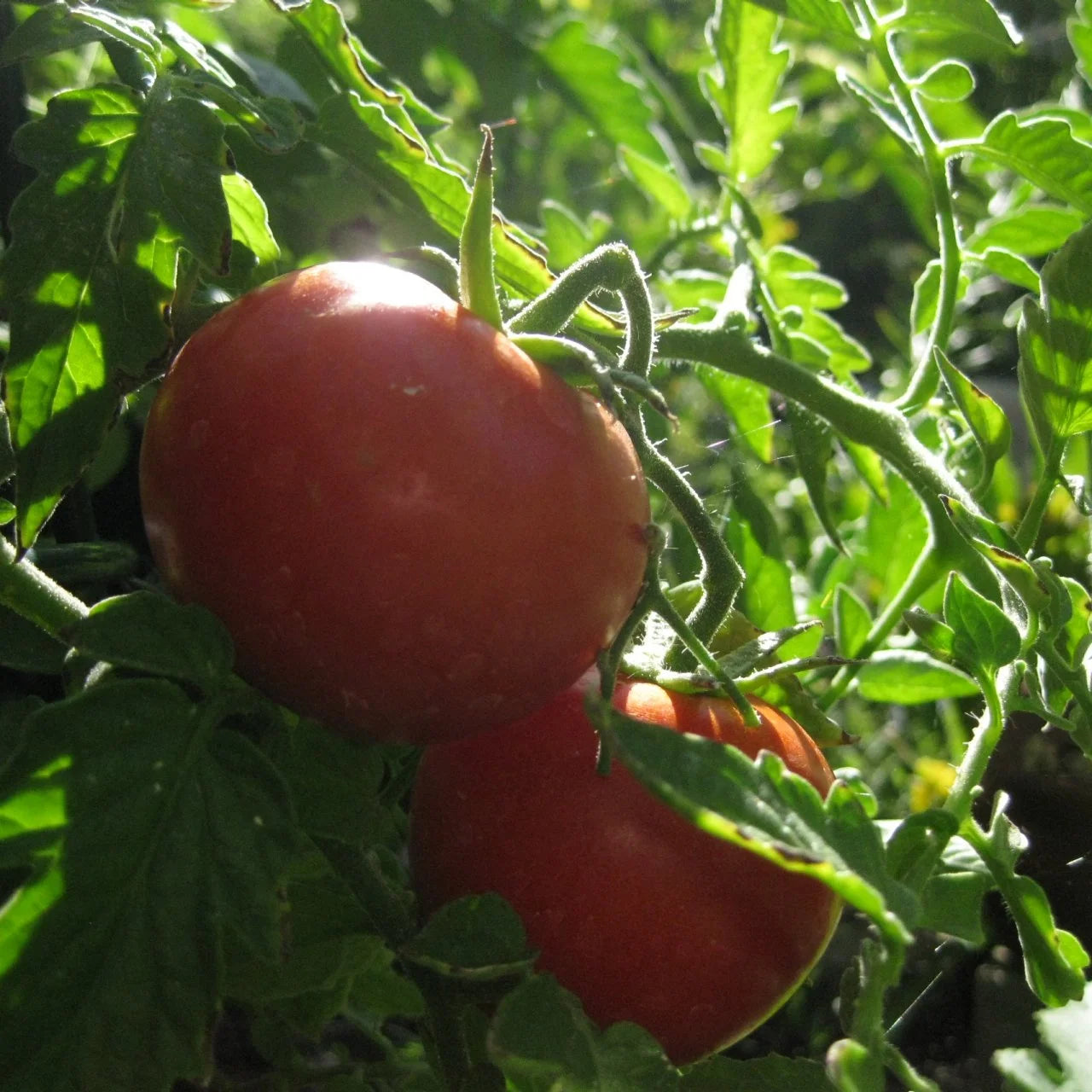 Short Seasons Tomato Seeds - Fast-Growing, Compact Variety for Quick Harvests