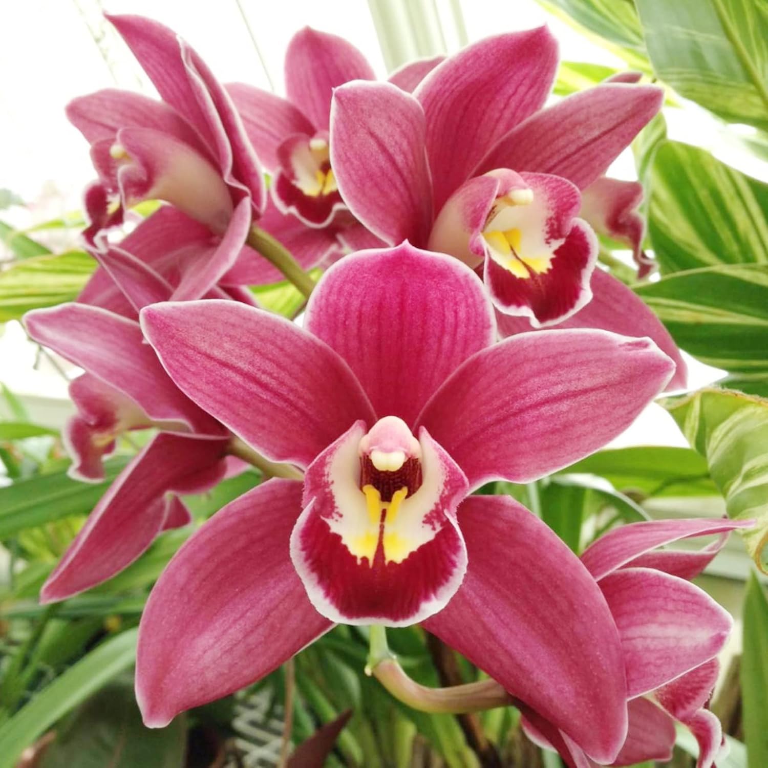 Cymbidium-Orchideensamen – Bootsorchidee, immergrüne Staude, zieht Bienen an, ideal für Anfänger, Zimmerpflanze im Container