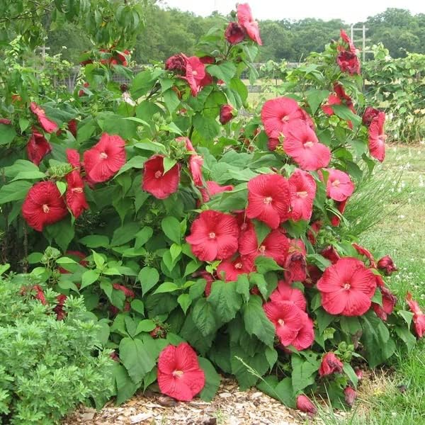 Red Dinner Plate Hibiscus Flower Seeds – Huge 10-12 Inch Blooms, Perennial (15+ Seeds)