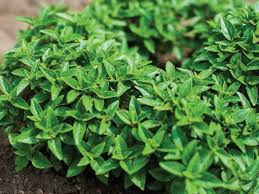 Spicy Globe Basil Seeds – Premium Heirloom Herb for Planting, Aromatic & Compact Culinary Basil – Buy Online